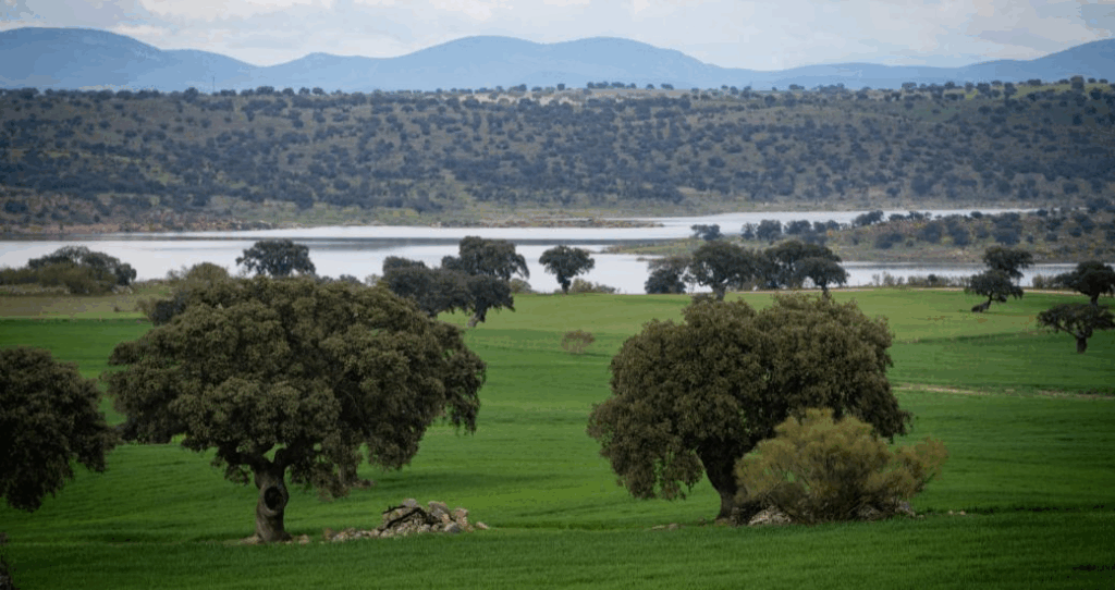 Dehesa