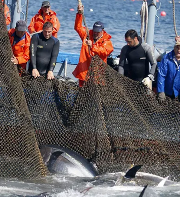 El latido de la Almadraba en Mandatum de la mano de Petaca Chico 6 3 1