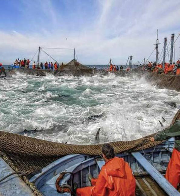 El latido de la Almadraba en Mandatum de la mano de Petaca Chico 7 4 1