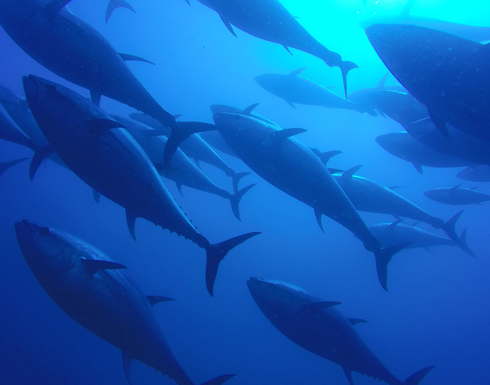 El latido de la Almadraba en Mandatum de la mano de Petaca Chico 14 Atun rojo Almadraba05 1