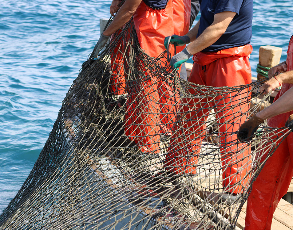 El latido de la Almadraba en Mandatum de la mano de Petaca Chico 5 Atun rojo Almadraba08 2